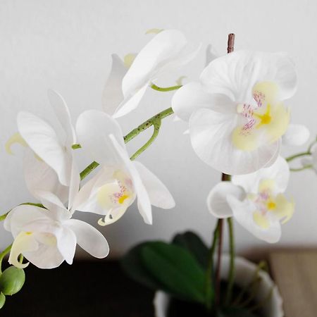 Lovely Home Paola プエルトリコ エクステリア 写真